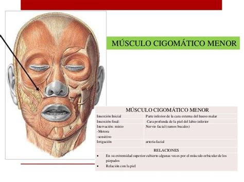 Musculo Cigomatico