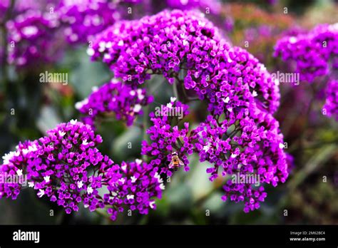 Purple Flowers with Honey Bee, Southern California Stock Photo - Alamy