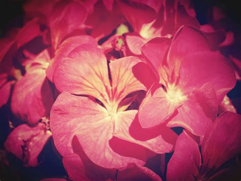 Beautiful Flower Free Stock Photo Public Domain Pictures