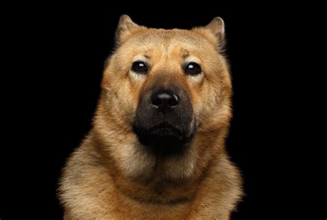 Akita Chow Mix Your Complete Breed Guide The Goody Pet