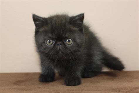 They can only be adopted to experienced sphinx owners. Pin on Choclobears Exotic Shorthair, Persian and Himalayan ...
