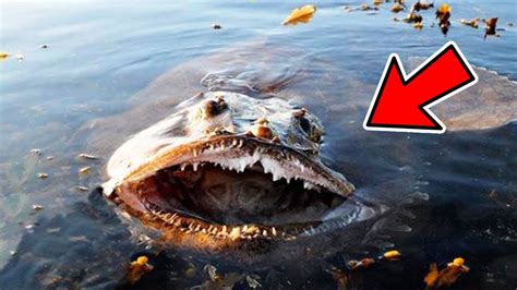 12 Most Dangerous Sea Creatures In The World Youtube