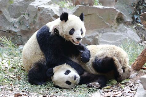 Giant Panda Twins At Hangzhou Zoo Mirror Online