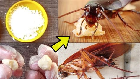 This is not for the faint of heart. How to Get Rid of Cockroaches Permanently | Best Natural ...