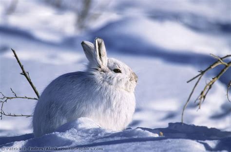 Snowshoe Hare In Winter White Pellage Snow Covered Tundra Brooks