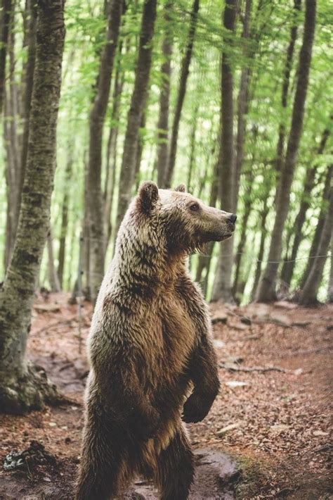 A Brown Bear Stands On Its Hind Legs The Largest Bear Populations In