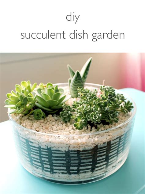 Search Results For Dish Dish Garden Succulent Dish Garden