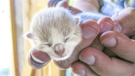 Newborn Kittens Youtube