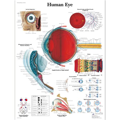 3b Scientific Vr1226l Human Anatomy Human Eye Chart Laminated