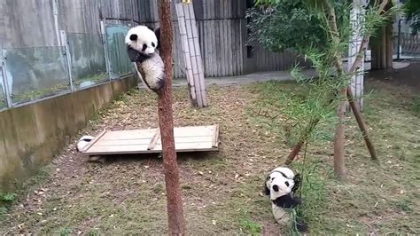 Baby Panda Climbing Tree 熊猫宝宝爬树 Youtube