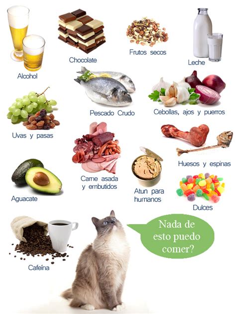 Alimentos Prohibidos Para El Gato Maskotzine Magazine De Mascotas