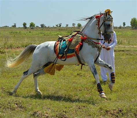 hirzai horse baluchistan pakistan  horse breeds arabian horse costume horses