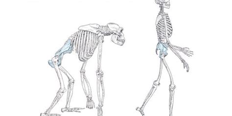 The Errors Of Science On Bipedalism Science Evolution Human