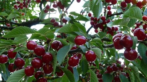 Panduan Lengkap Cara Menanam Cherry Ceri Dari Biji Agar Cepat Berbuah