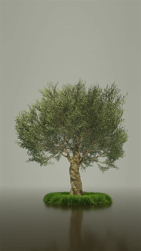 Share More Than 51 Olive Tree Wallpaper Best Incdgdbentre