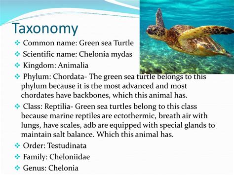Ppt Green Sea Turtle Chelonia Mydas Powerpoint Presentation Free