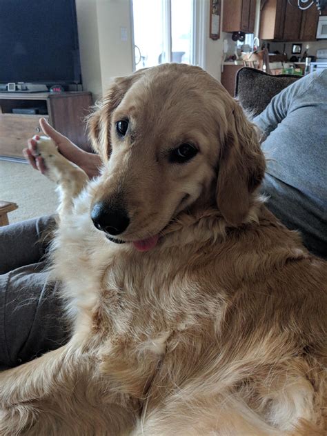 Golden Retrievers Have The Sweetest Smiles Raww