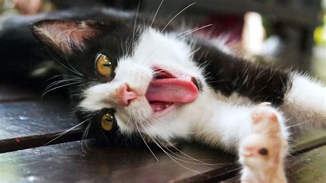 Is A Cats Tongue Hairy Uncovering The Feline Mystery