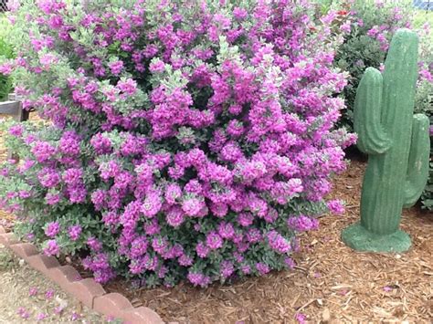 Sage Bush With Purple Flowers