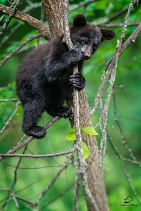 Peek A Boo With Black Bear Cub In Explore Tiny Black Bea Flickr