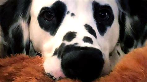 12 Dogs With Surprisingly Unique Markings We Had To See To Believe
