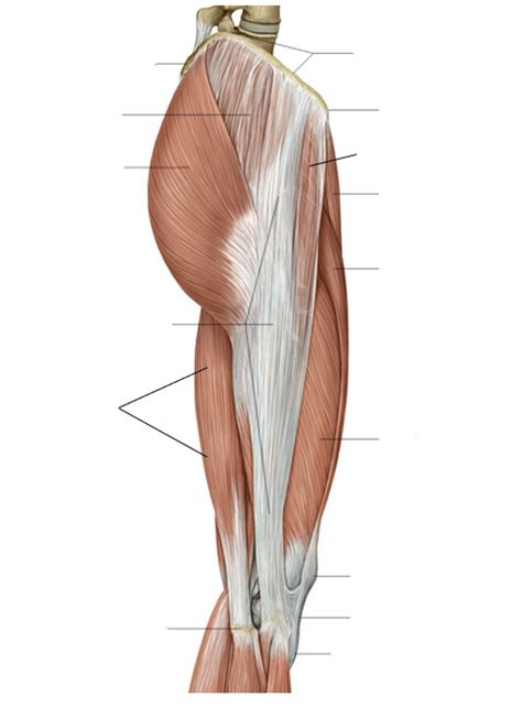 Superficial Gluteal Muscles Diagram Quizlet