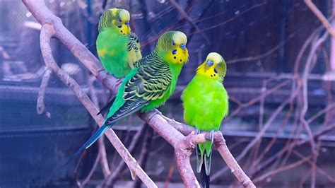 Budgie Flock Sounds In Aviary For 1 Hour Youtube