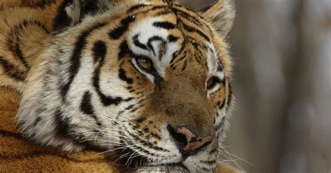Amur Tiger Im Wwf Artenlexikon Zahlen And Fakten