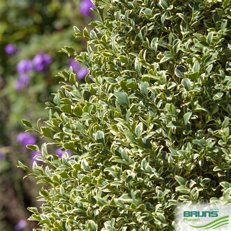 Buxus Sempervirens Elegantissima Von Bruns Pflanzen