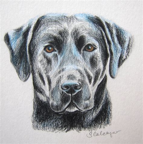 Black Lab Dog Drawing Lab Lover T Labrador By Clarityartdesign
