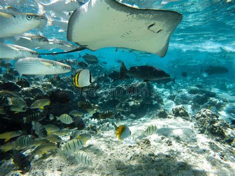 Underwater Sea Creatures Stingray In Tahiti Stock Photo Image Of