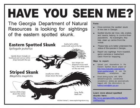 Stinky Handstands And Other Eastern Spotted Skunk Facts Georgia Wildlife Federation