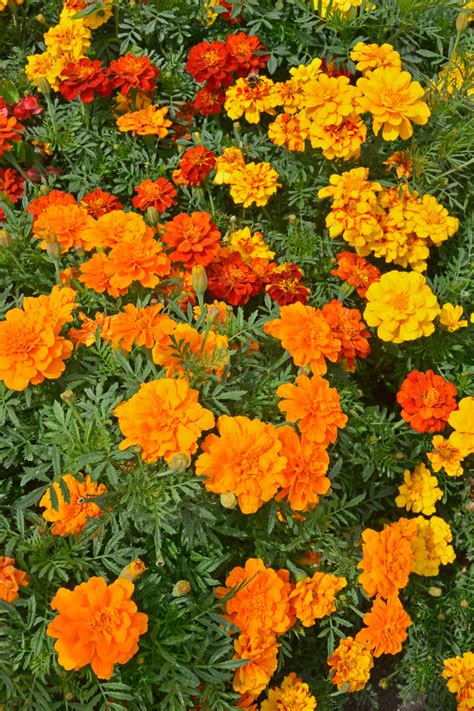 How To Grow Marigolds The Fiery Blooming Annual With Big Benefits