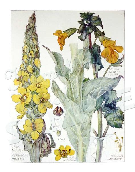 Langsdorfil Vintage Botanical Poster Art Reproduction Isabel Adams