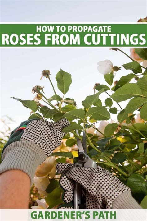 How To Propagate Roses From Cuttings Gardeners Path