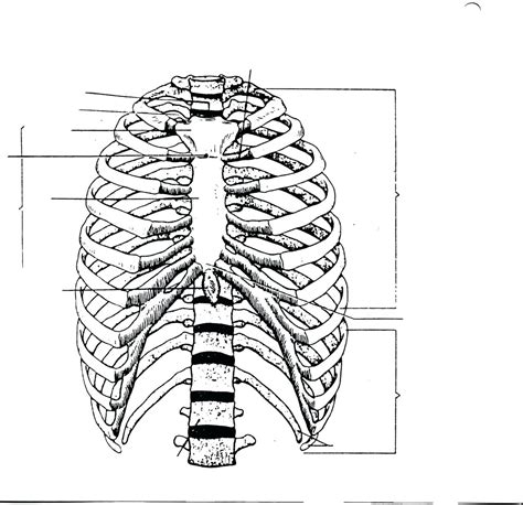Rib Cage Anatomy With Organs Tobias Menzies Rib Cage And Internal
