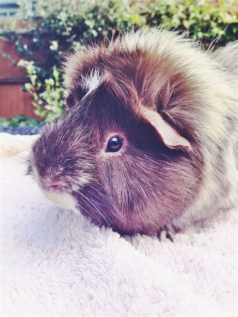 Pin On Pet Rabbits Guinea Pigs And Small Animals
