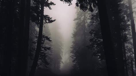 Free Gothic Forest Chromebook Wallpaper Ready For Download