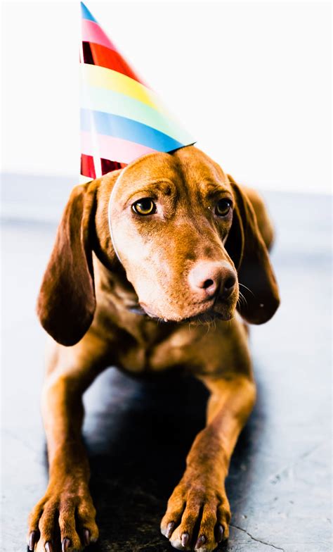We went to the dog park and all of the dogs got a piece. Birthday Cake for Dogs (Grain Free Recipe) | Cotter Crunch