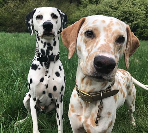 Lemon Dalmatian Puppies For Sale