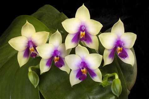 Frowine, author of miniature orchids, focuses on the new orchid stars while also providing a detailed look at the classic. Grow and care Phalaenopsis orchid - Moth orchid | Travaldo ...
