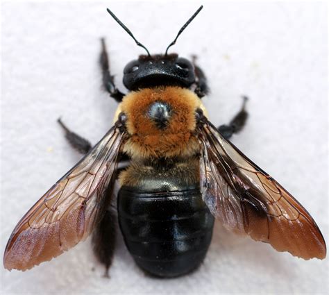 Carpenter Bee Insect