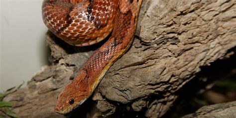 Watch a snake of june unrated film online in english subtitles. Corn snake | Smithsonian's National Zoo