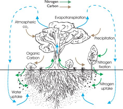 Vegetation Structure Of A Typical Woodland Illustrating The Role Root