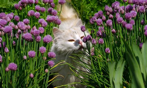You could try balled up tin the plants we want are herbs and flowering types etc to indoor gardening for veg… because im. 20 ways to keep cats off your garden | OverSixty