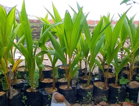 Yuk lihat indahnya anggrek di kebun kledokan tribun jogja. Bibit Kelapa: Jual Bibit Kelapa di Yogyakarta