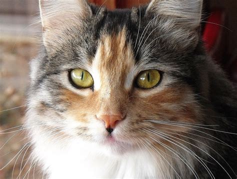 Calico Siberian Cat Biological Science Picture Directory