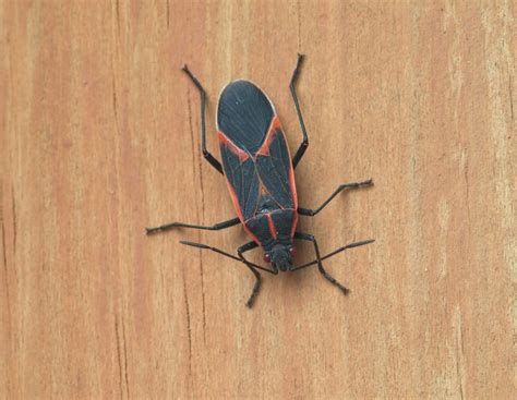 7 Insect Pests To Watch Out For In The Fall