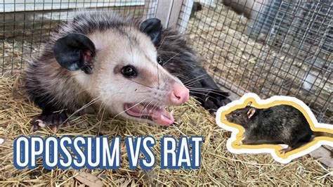 Opossum Vs Rat Enrichment For Poppy Youtube