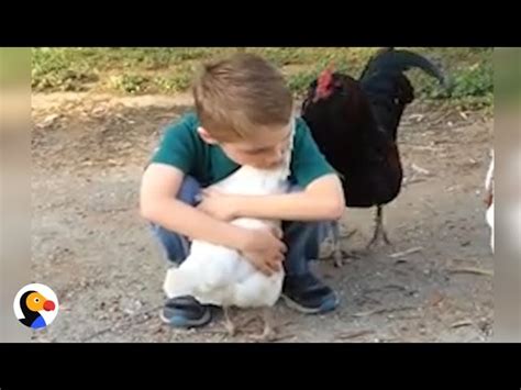 Do Chickens Like Being Hugged